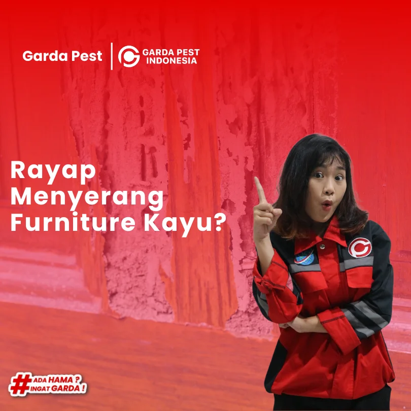 Kayu Rumah Anda Dimakan Rayap