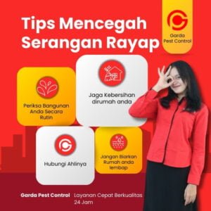 Tips Mencegah Serangan Rayap