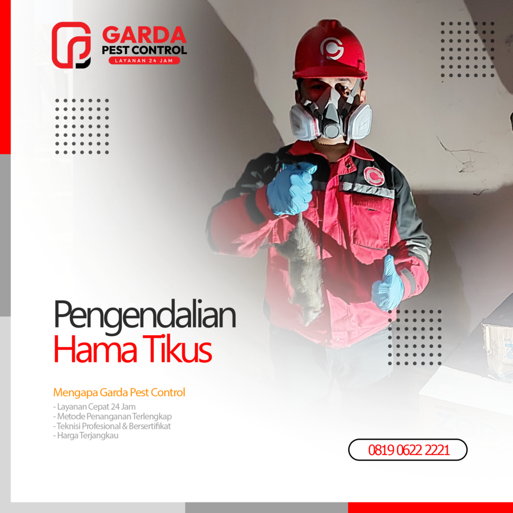 Jasa Pembasmi Tikus di Bali Untuk Gudang & Perkantoran